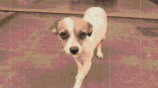 Lá se Vai ( Pato fu )