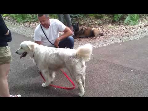 Eddy Druppel: hondenwandeling: commando  "wacht!"