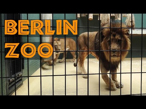 The Berlin Zoo in HD