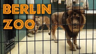 Berlin Zoo as seen by a Tourist (2015)