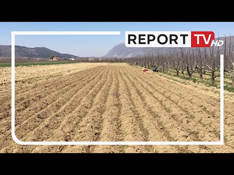 U bën bashkë të gjitha kompanitë e rritën çmimet e plehrave kimike, Autoritet i Konkurrencës hetime