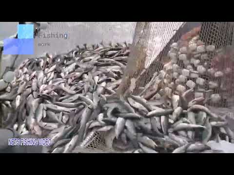 Amazing Net Fishing Under Ice Catch Hundreds Tons of Big Fish || Amazing Pacific Fishing 2