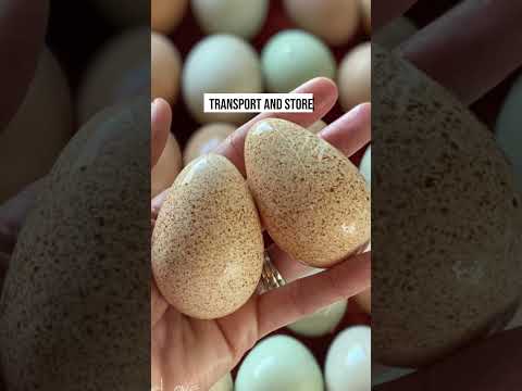 Why Don't We Eat Turkey Eggs?