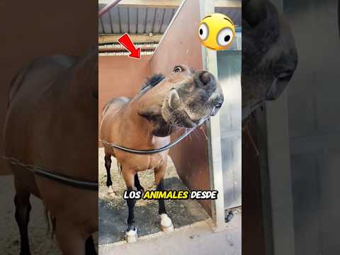 ¡El Lado Oculto de los Animales Que Nunca Notaste! 🐾😳