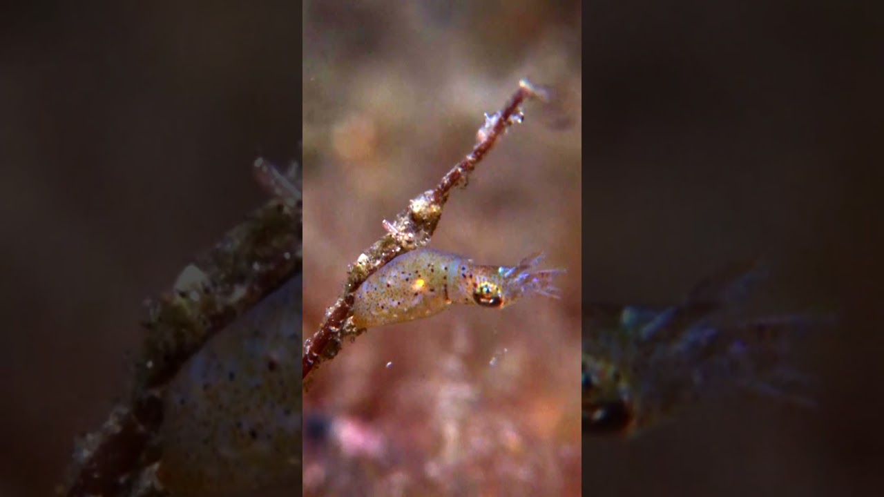 Tiniest Cephalopod: The Pygmy Squid