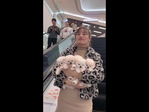 #Teacup Dog #Pomeranian #Pomeranian Shunsuke