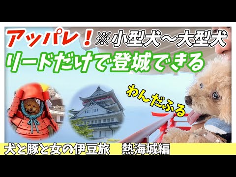 YouTube動画を再生