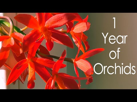 35+ Orchids in Bloom & Pest Struggles Recap | This is where I’m at.