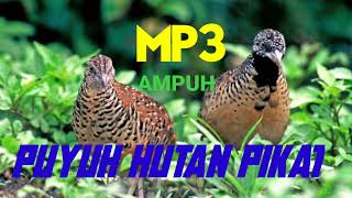 Download lagu SUARA Pikat Puyuh Hutan ampuh‼️❓ [] BIRD TRAP mp3
