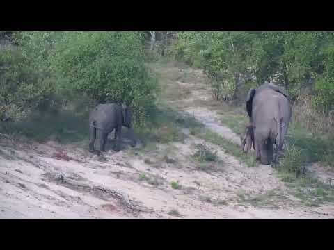 Djuma: Three Elephants-one a tiny one - 16:31 - 10/28/2023