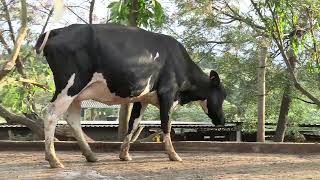 Vídeo 40 - 1º LEILÃO ANUAL SITIO TIMOTEO | VACAS 3/4 E 7/8