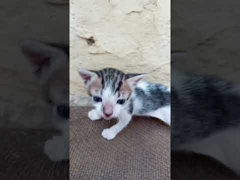 ❤❤#viralvideo #subscribe