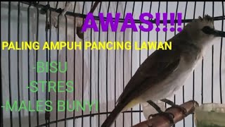 Download lagu Pancingan Trucukan Males Bunyi,Trucukan Stres,Trucukan Gacor mp3 Download lagu Pancingan Trucukan Males Bunyi,Trucukan Stres,Trucukan Gacor mp3