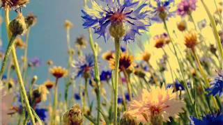 My Brightest Diamond - Riding Horses