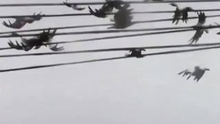 Hidden Orchestra - Wingbeats (Radio Edit)