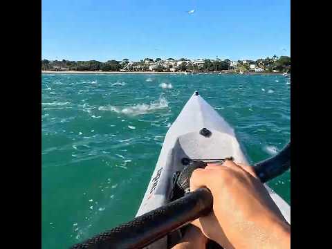 Boiling sea! #surfski #jumpingfish #kayaking #newzealand