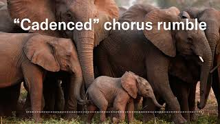 These elephant rumbles have different meanings