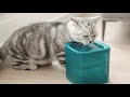 Напувалка для тварин Petkit Eversweet SOLO SE Smart Pet Drinking Fountain Dark Gray (P4103S) 6