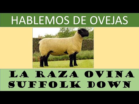 , title : '22- LA RAZA SUFFOLK DOWN'