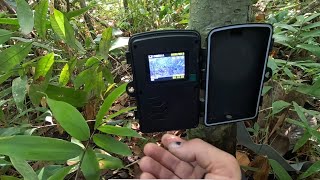 O QUE SERÁ QUE TEM NAS CÂMERAS ARMADILHA? VIVENDO EM UMA ILHA NA AMAZÔNIA.