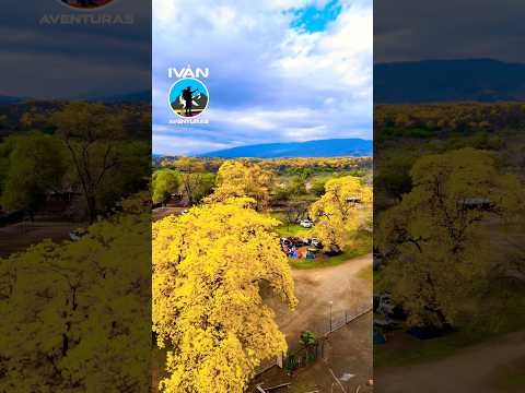 Florecimiento de los Guayacanes en Cazaderos cantón Zapotillo de la provincia de Loja  Ecuador 🇪🇨