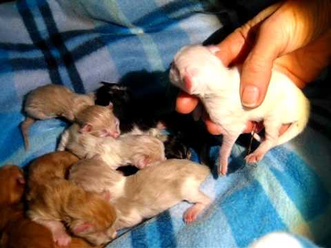 AMERICAN CURL KITTENS 2 DAYS OLD