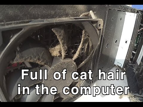 [ENG sub] Full of cat hair in the computer
