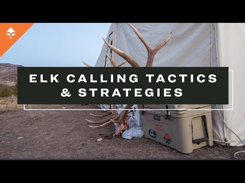 Elk Calling Strategies You Need To Know