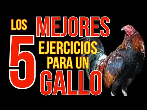 THE 5 BEST EXERCISES FOR YOUR ROOSTER