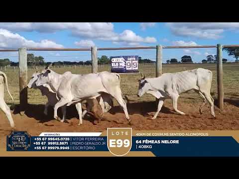 LOTE E99