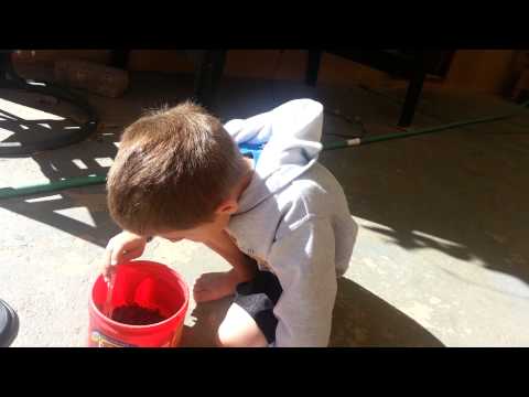 Bug day black widow centipede red spider