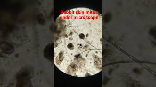 Rabbit skin mites under microscope #viral #shorts #rabbit