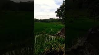 Download lagu jln cipongpok desa saganteun kecamatan Sindangbarang || cianjur Jawa barat mp3 Download lagu jln cipongpok desa saganteun kecamatan Sindangbarang || cianjur Jawa barat mp3