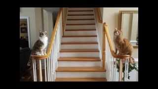 Állatsereglet...Zene:Lost In Paradise - Armik