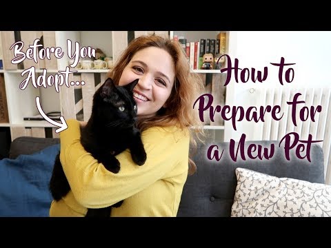 Adopting a Pet | My Checklist and Preparation Guide