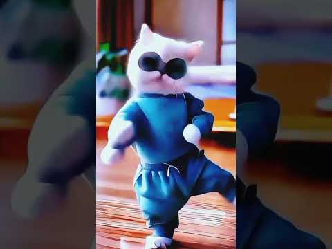 CAT DANCE VIDEO CAT SHORTS VIDEO 😍😍 #cat #cats #dance #shorts #video @Ajit6t