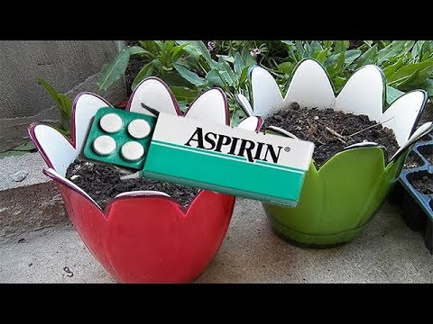, title : 'Saksının İçine Aspirin Koyduk Bakın Neler Oldu?'