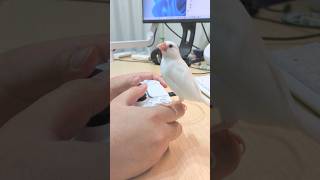 ピーコとゲームの日々🎮️🕊️ #文鳥