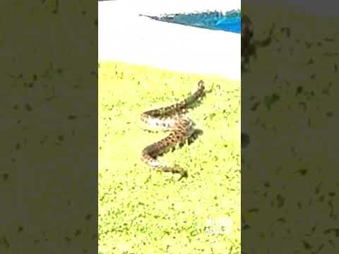 YARARA de visita... Colonia Suiza, Baradero #yarara #víbora #serpientesvenenosas #baradero #salvaje