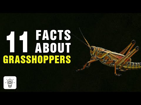 image-What is a brown grasshopper called?