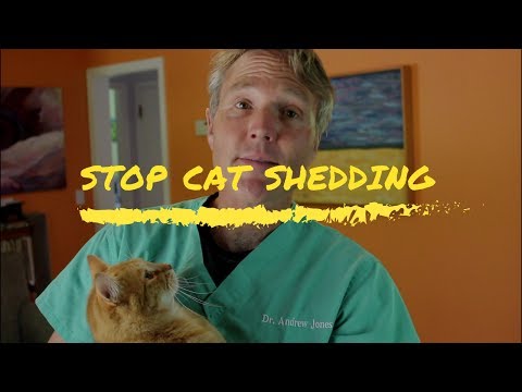 YouTube video about: Why does my cat shed so much?