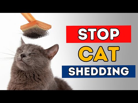 7 Steps To Stop Cat Shedding