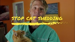 7 Steps To Stop Cat Shedding