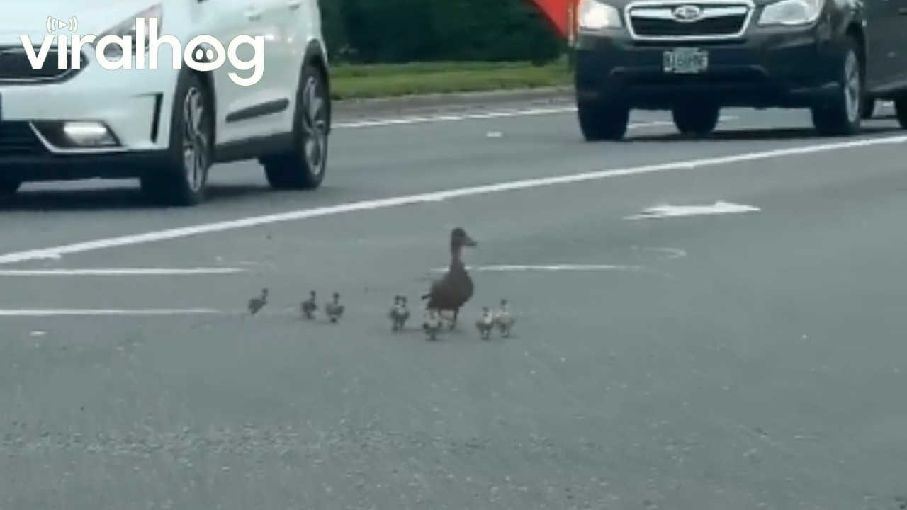 Woman Helps Duck Family Skedaddle Off Busy Street || ViralHog