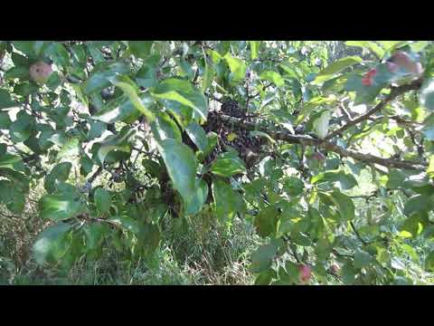 Прилетел бродячий рой на дачу! #Shorts #Роеловсто #рой_пчёл #роение