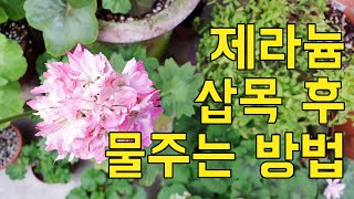 제란늄(페라고늄) 삽목 후 물주는 방법