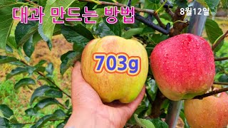 사과(홍로) 8월12일 현재 703g 사과 크게 키우는 방법