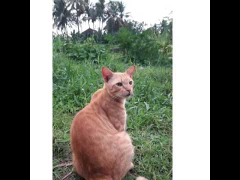 Great Balinese Domestic Cat from Indonesia