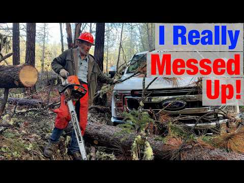 Huge Tree Falls the WRONG Way!