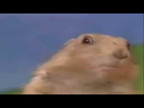 le regard qui tue mdr